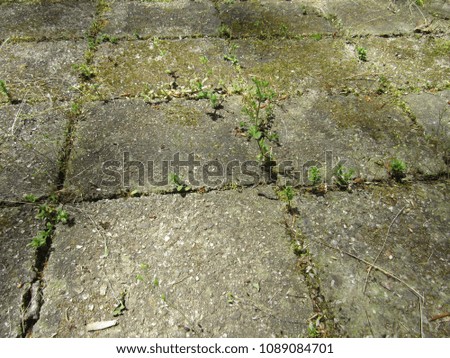 Weeds growing between stone tiles 