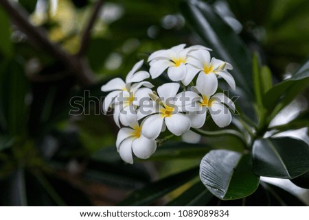 Focus on a cluster of frangipani flowers and blossoms in their tree with a bokeh background