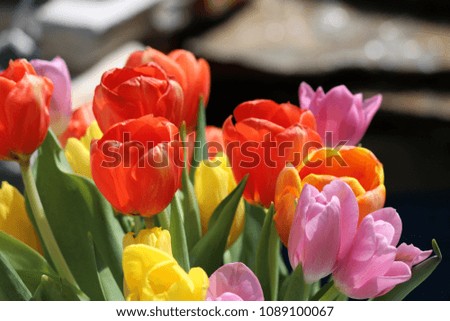 Beautiful colorful tulips.