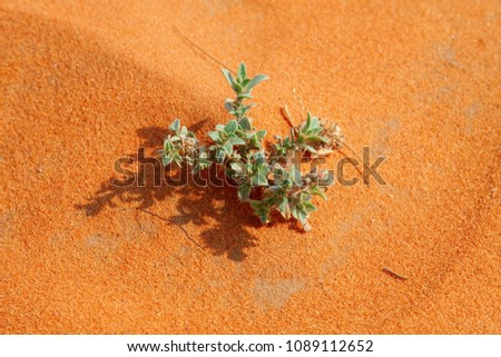 Red sand "Arabian desert" near Riyadh, Saudi Arabia