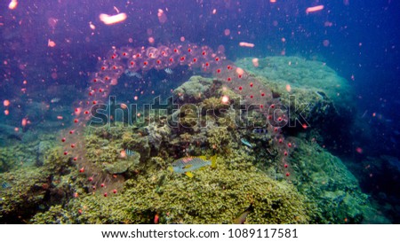 red jellyfish infront of corals