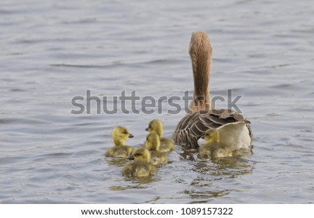 Greylag Goose with Goslings