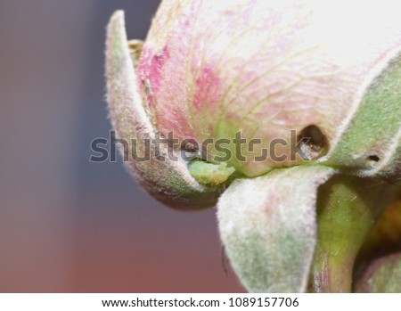 green caterpillar on pink rose with macro lens, taken with lumix camera.