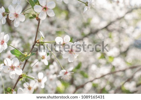 Branches of blossoming bird-cherry in spring. Romantic floral background.