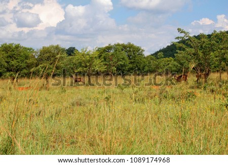Kudus on a meadow in high grass. Beautiful shy gazelles hide in a bush. Wildlife of a Natural Reserve. Stunning African nature. National Parks. Wonderful landscape 