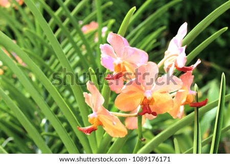 Orchid tropical flower