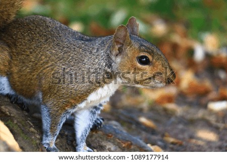 Closeup of brown and white squirrel.