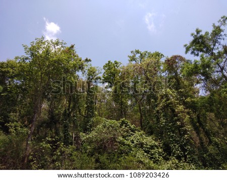A view of the green trees in the forest and the bright sky.