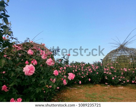 Beautiful pink rose in the garden flower with blue sky background