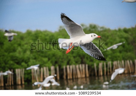 Seagull in mangrove forest