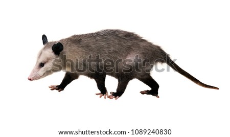 Young North American opossum (Didelphis virginiana) goes on a white background. Isolated