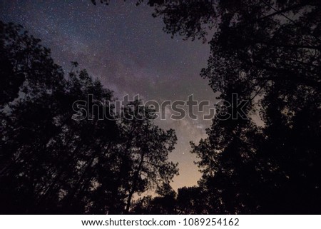 Milky Way band across over the forest.