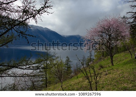 Russia. The South Of Western Siberia. Flowering apricots on Teletskoe lake in the Altai Mountains.