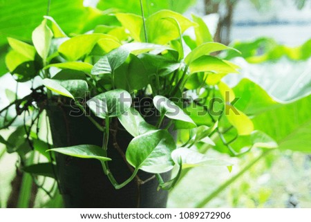 Golden pothos at my home