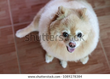 portrait of Pomeranian face dog with sad eyes
