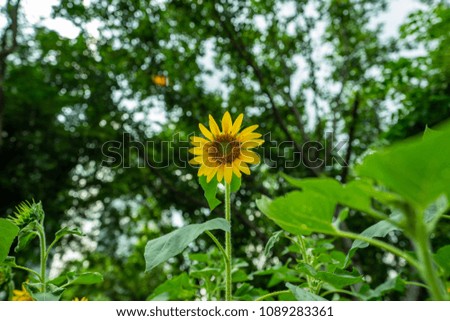 Sunflower in a simple garden
