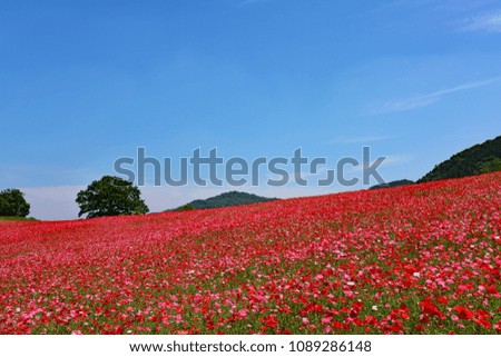 Japanese poppy field