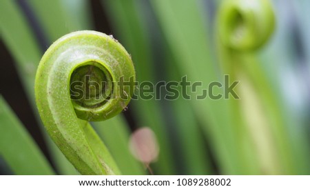 Young green spiral curve fern leaf on blured leaved background