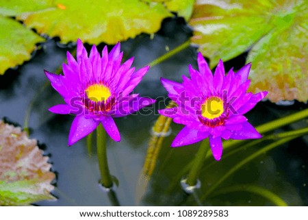 Great Lotus by the pond 