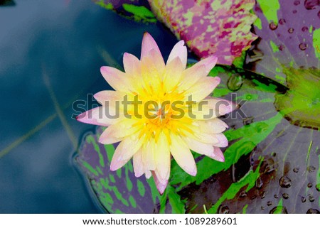 Great Lotus by the pond 
