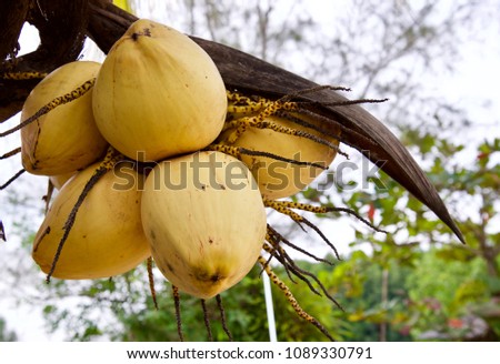 Yellow coconut palm fruit