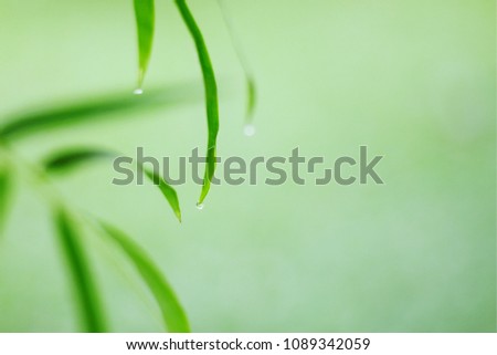 Bamboo leaf and water drop in the garden. Blur picture.