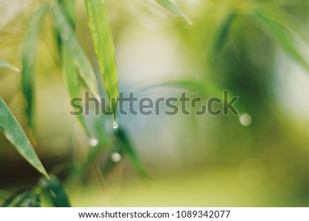 Bamboo leaf and water drop in the garden. Blur picture.