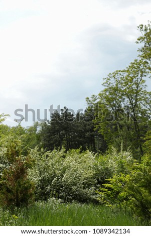 Bushes of blossoming jasmine in the botanical garden, various plants in the park, many flowering jasmine branches against the sky, blank for the designer, botanical garden, card for the holiday