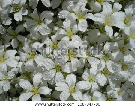 Small beautiful white flowers, close-up. A photo.