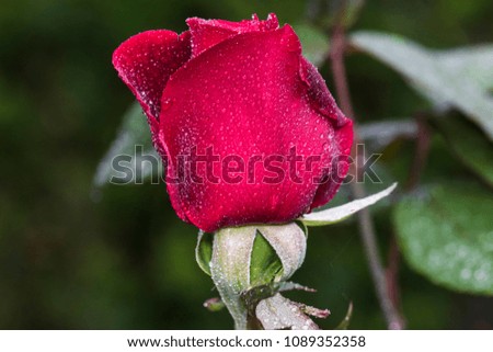 Red velvet variety close up photo rose