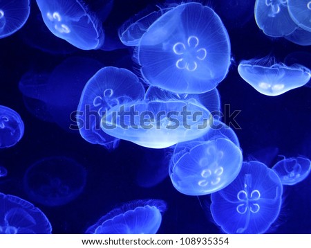 Group of light blue jellyfish Royalty-Free Stock Photo #108935354