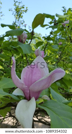 Magnolia. Lilac magnolia flower. Blossoming magnolia flower
