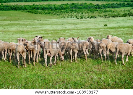 Herd of sheep on the green field.