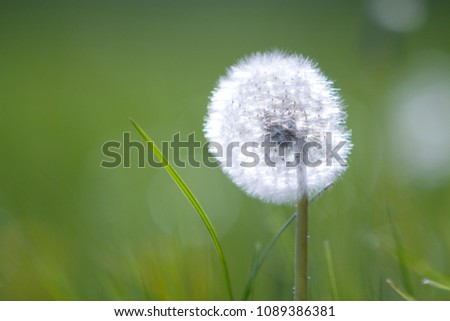 Closeup picture of beautiful overblown white puffy flower dandelion with tiny black seeds standing alone on high stem on blurred green bokeh background. Beauty and tenderness of nature concept.