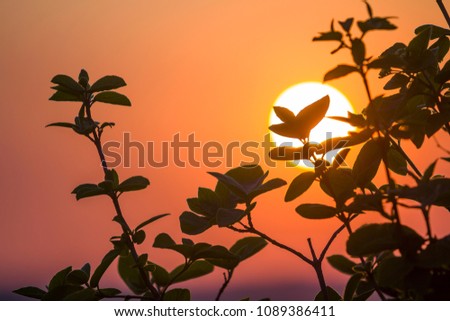 Beautiful contrast picture of clear silhouettes of tree branches with dark green leaves against big bright white sun on dramatic orange golden yellow sky background. Fantastic sunset or sunrise.