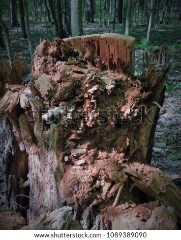 A rotten tree stump becomes a monster, a Goblin, a Troll, a pirate if the patches of light and shadow create the illusion. background picture