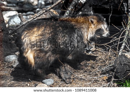 Raccoon dog. Latin name - Nyctereutes procyonoides