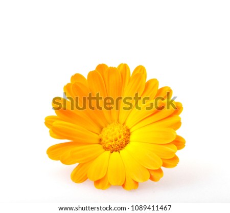 Marigold - Calendula officinalis