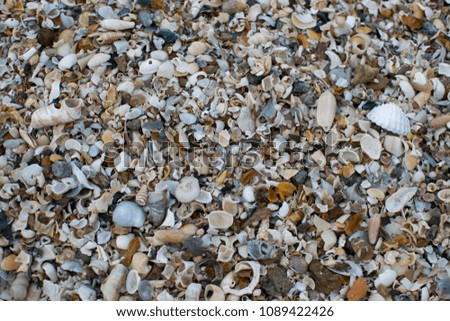 Many seashell on the floor, near the tropical beach.