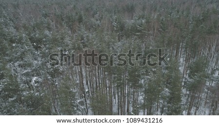 aerial view of pine forest on a winter day