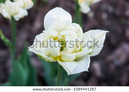 White, fluffy tulip in the garden.