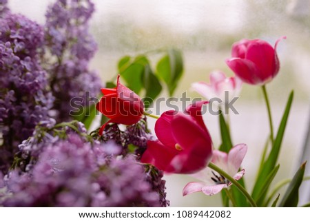lovely fresh lilac branches and tulips in a glass vase on a windowsill on a water background on the window. holiday card with flowers. spring plants with drops of morning dew. Wallpaper for desktop