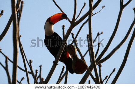 Tucan Bird Pantanal 