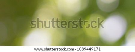Natural green blurred background. Foliage in the bokeh. Can be used as a header or banner for your design projects.