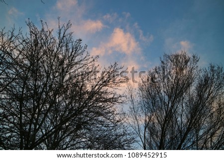 beautiful tree and colorful sunset sky background in winter