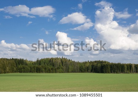 Green field and pines in the spring.