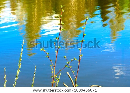 Branches of a tree with blossoming leaves above the surface of the water.