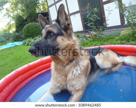 Young german shepherd lays in a kids pool to cool off in the hot summer.