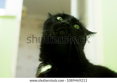 portrait of an angry black cat