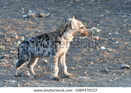 cute cub of spotted hyaena ,Kruger National park near Sukuza camp site,South Africa
